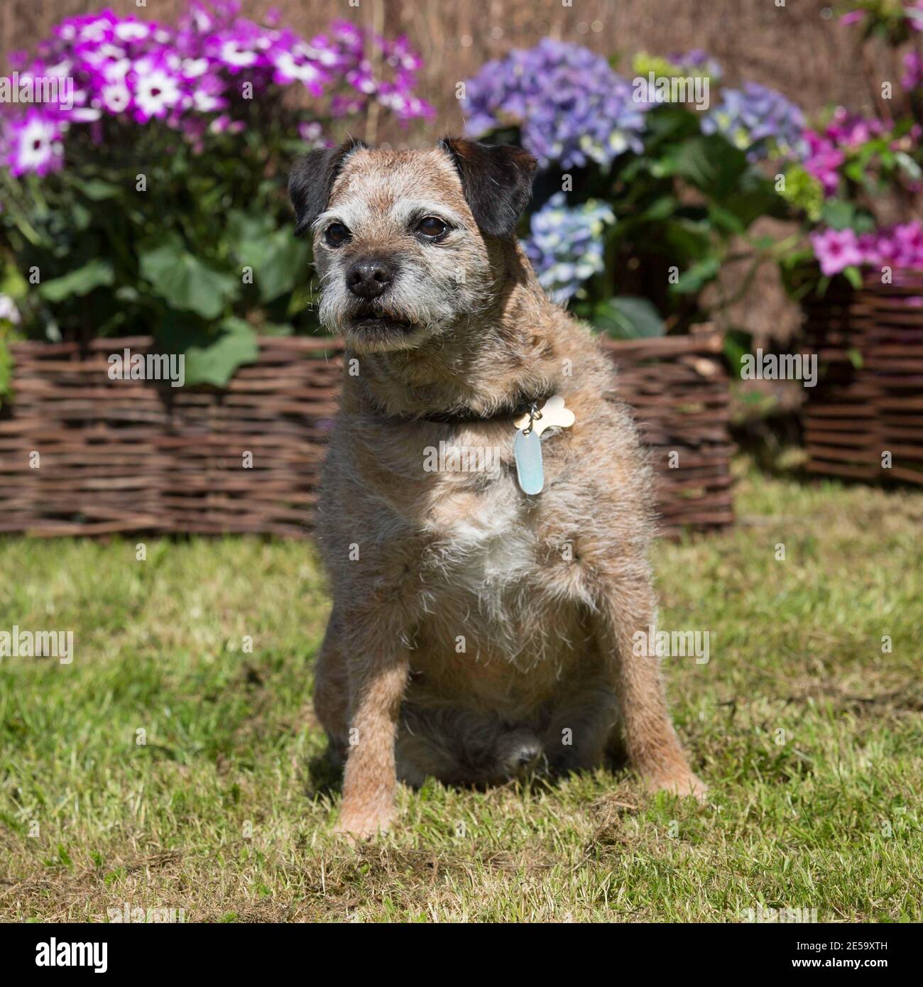 Border terrier Dog Stock Photo Alamy