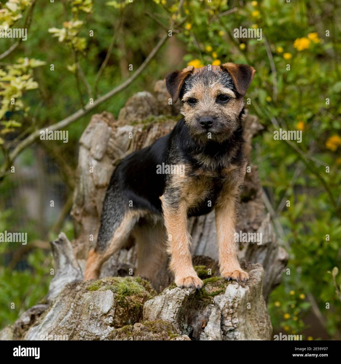 Border terrier Dog Stock Photo Alamy