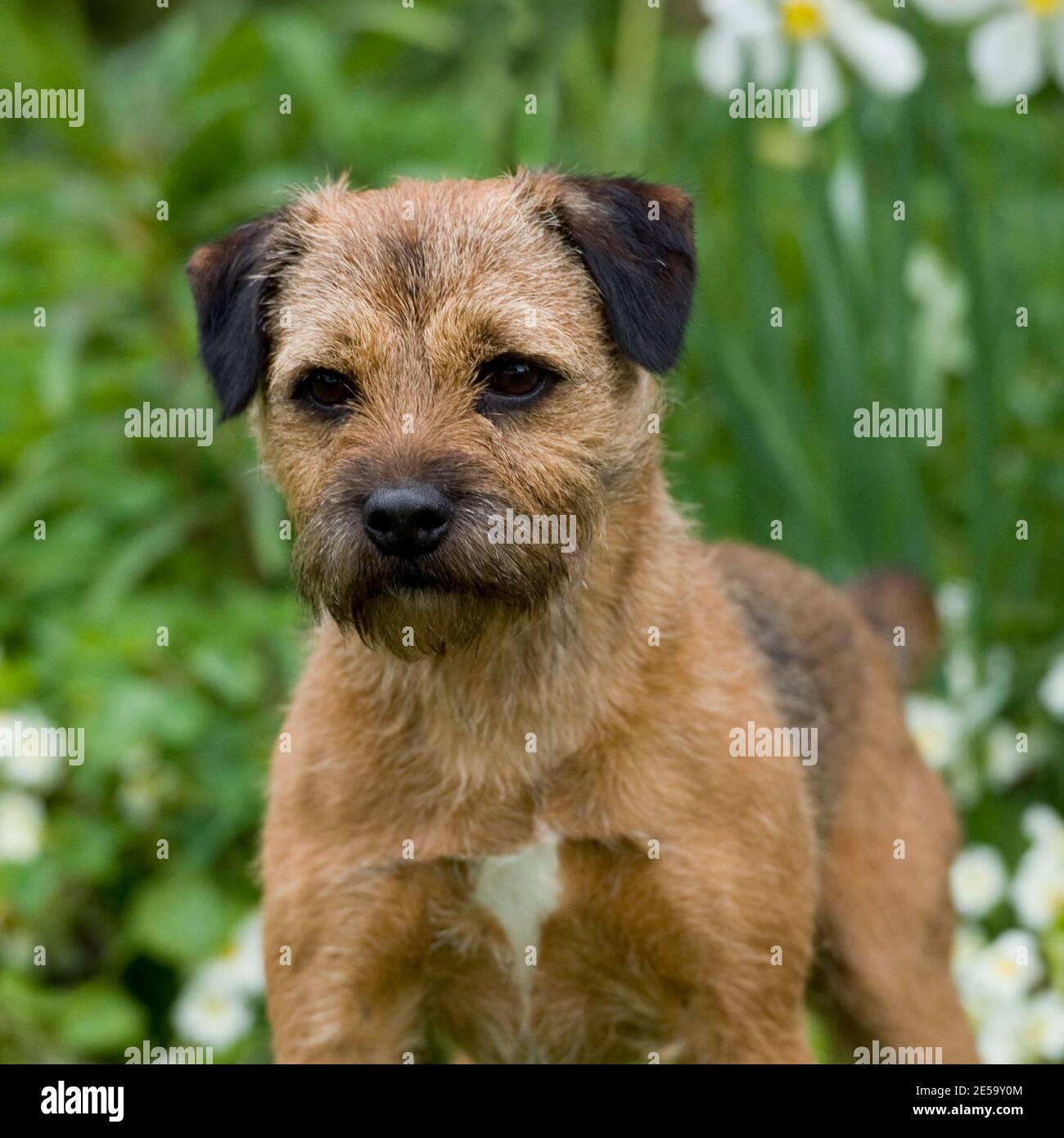 Border terrier Dog Stock Photo Alamy