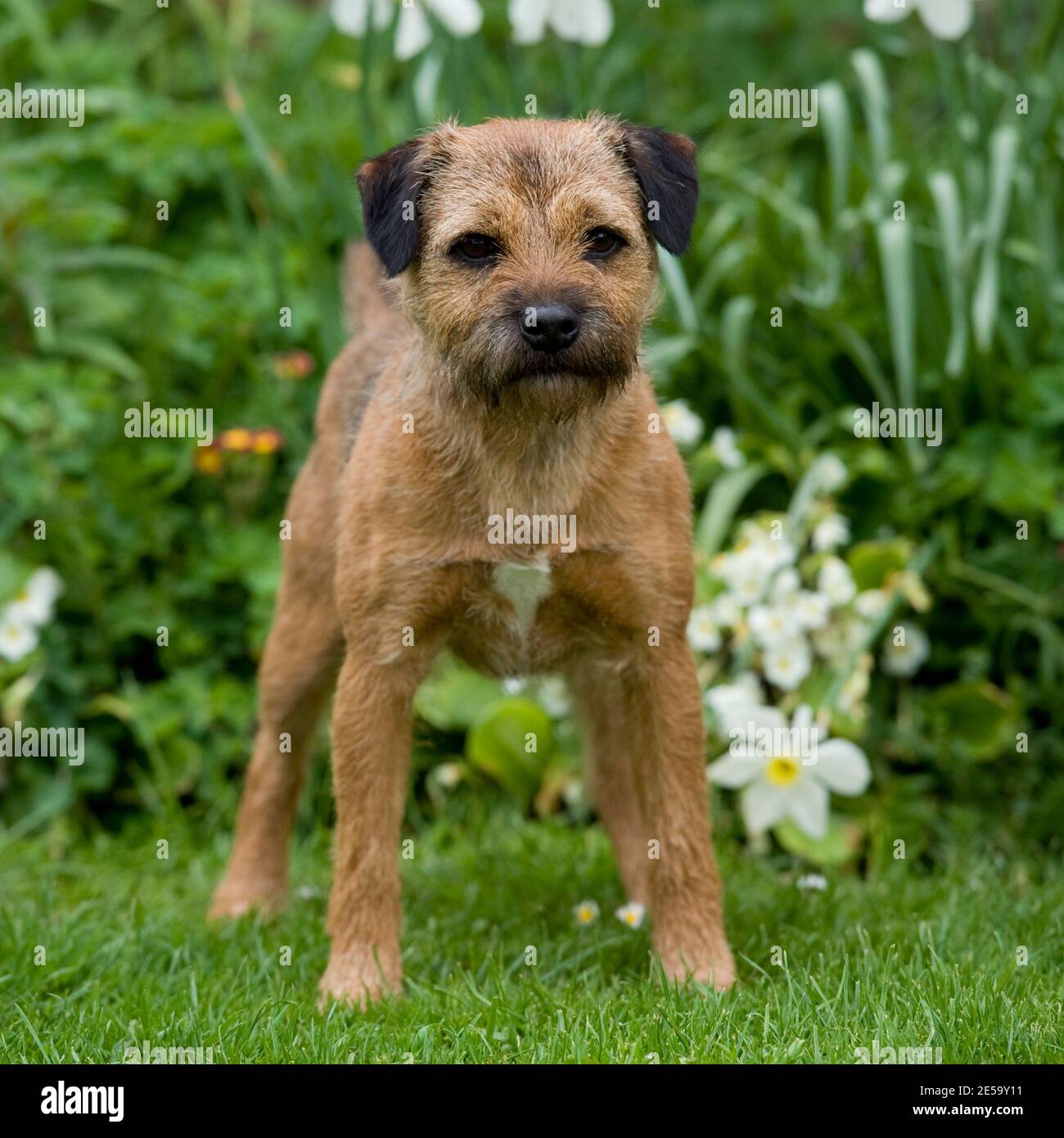 Border terrier Dog Stock Photo Alamy