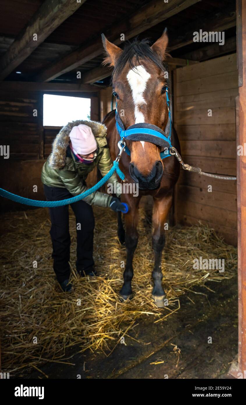 Caring for horses in the stables. combing hair with the help of
