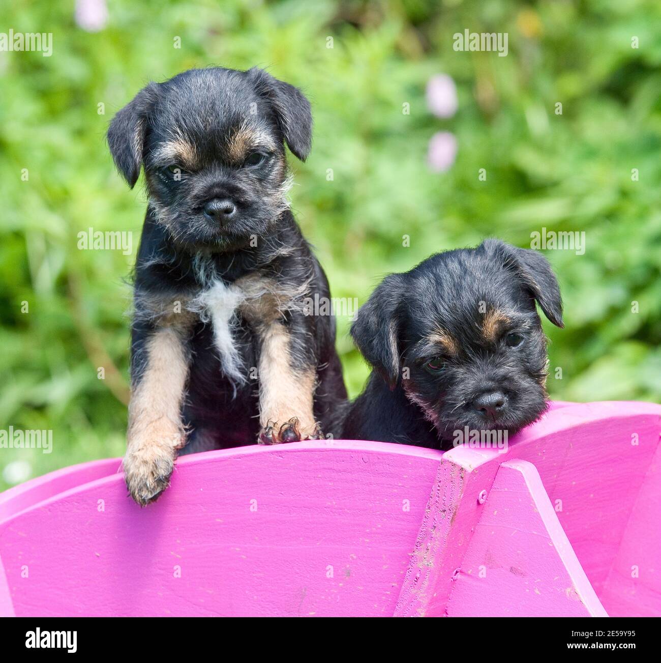 Border terrier puppies Stock Photo