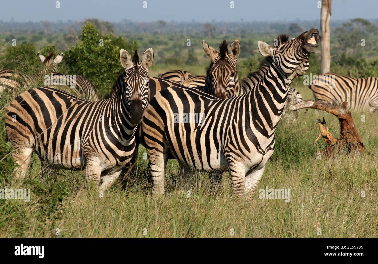 Herd of zebra playing around and smiling by showing their teeth Stock Photo