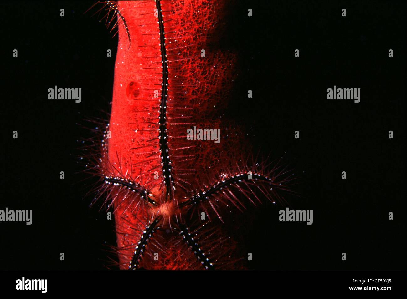 Closeup of a red-colored Brittle Star on Sponge with a dark backgroundan Stock Photo