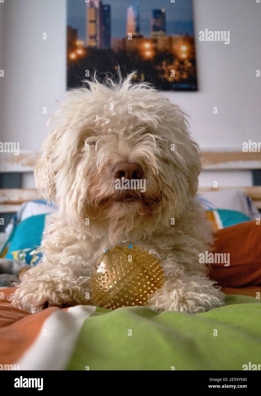 Shallow focus of a white Spanish water dog with his ball Stock Photo