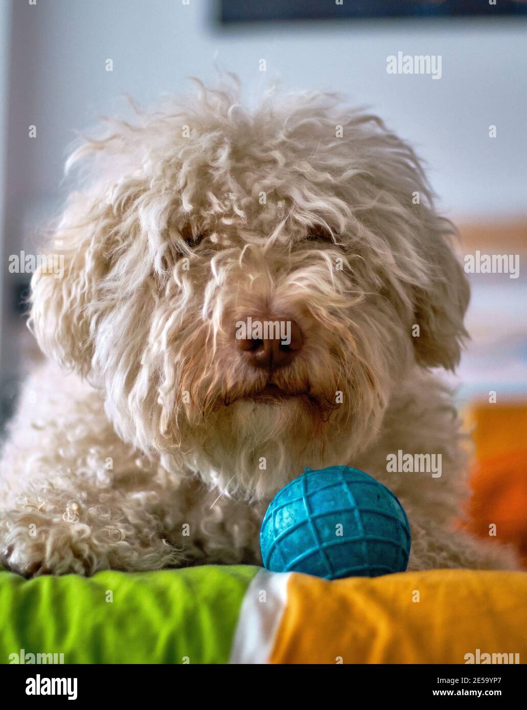 Shallow focus of a white Spanish water dog with his ball Stock Photo
