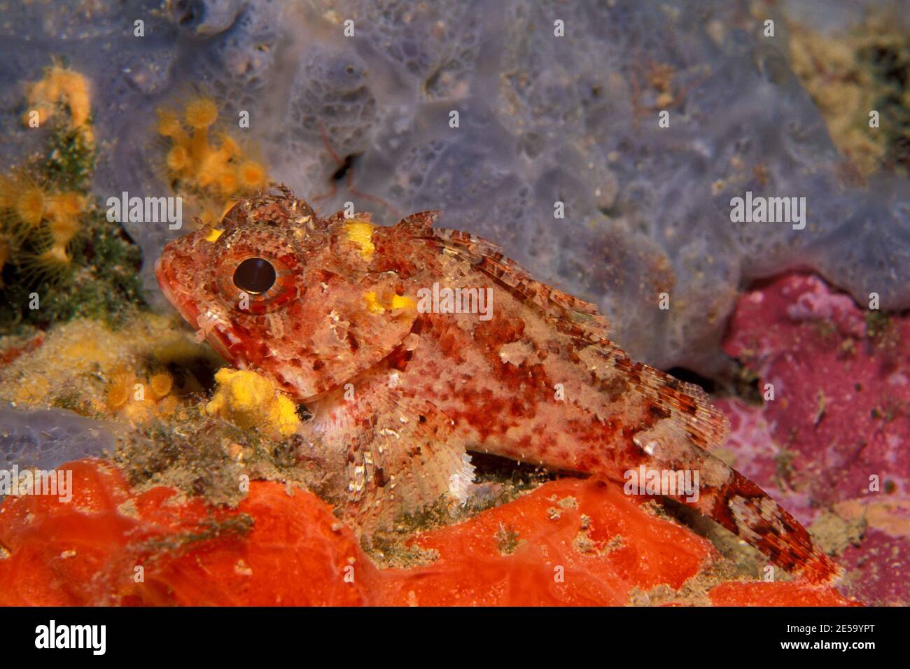 Scorpaena notata, small red scorpionfish, Kleiner Roter Drachenkopf Stock Photo
