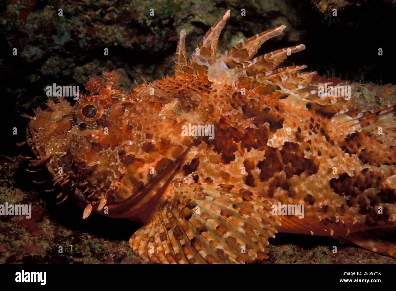 Scorpaena scrofa, red scorpionfish, Großer Roter Drachenkopf, Stock Photo
