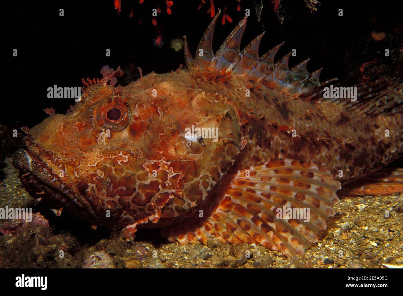 Scorpaena scrofa, red scorpionfish, Großer Roter Drachenkopf, Stock Photo