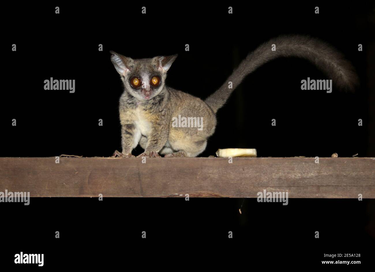 Bright eyed Lesser Bushbaby or Galagos that has just left its house to go night foraging Stock Photo