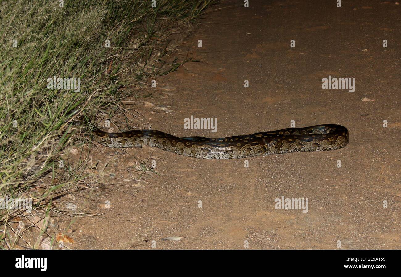 African Rock Python turning back into the bushes in Marloth Park, South Africa Stock Photo