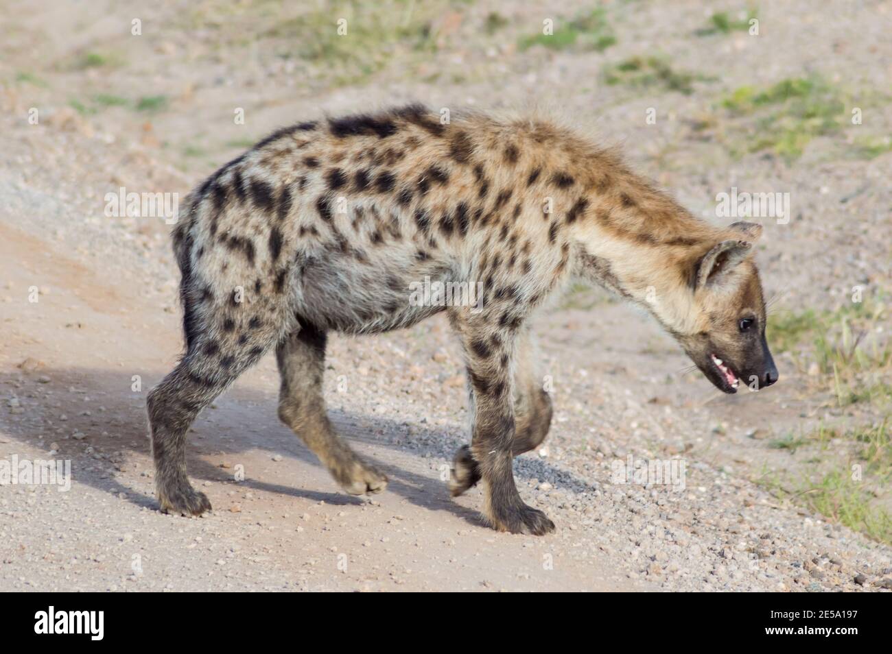 Short portrait of a spotted hyena (Crocuta crocuta) strolling curiously out of its den in Ambosseli National Park, Kenya. Stock Photo