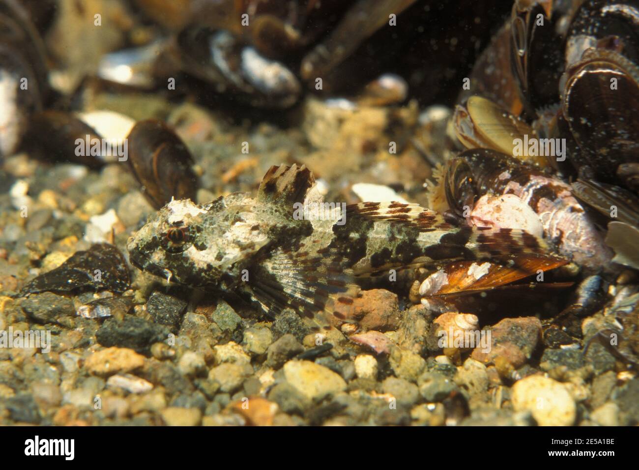 Taurulus bubalis, longspined bullhead, longspined sea-scorpion, Langstacheliger Seeskorpion, Seebull Stock Photo