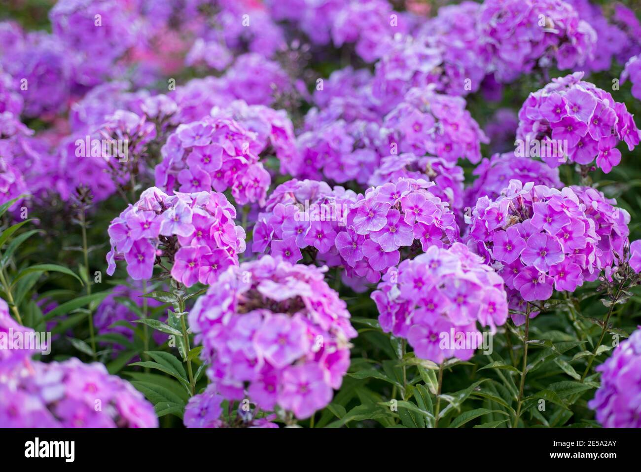 Pink phlox flowers grow in the garden Stock Photo - Alamy