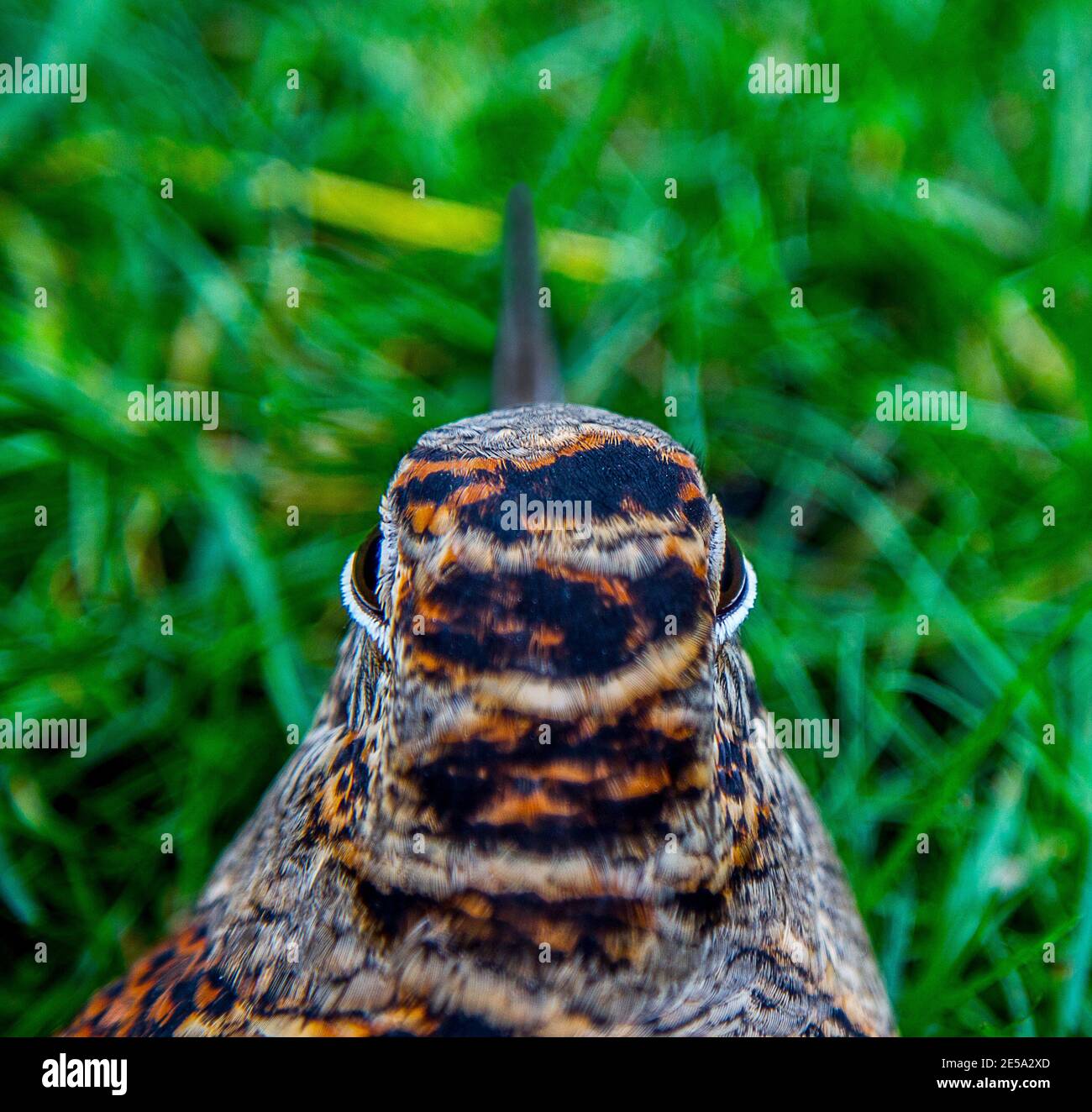Eurasian woodcock (Scolopax rusticola) vision system. Eyes are set high and  noticeably shifted back - so that circular view increases to 360 degrees  Stock Photo - Alamy