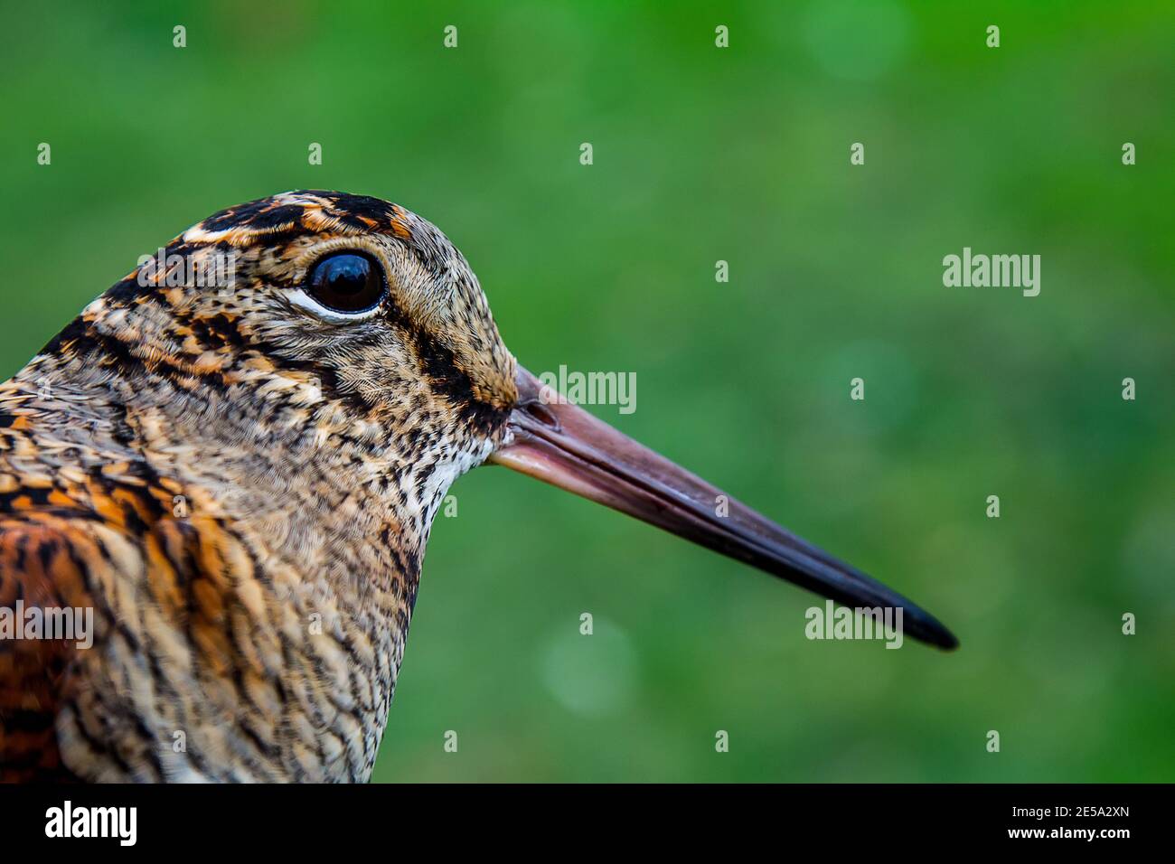 Night vision animal hi-res stock photography and images - Alamy