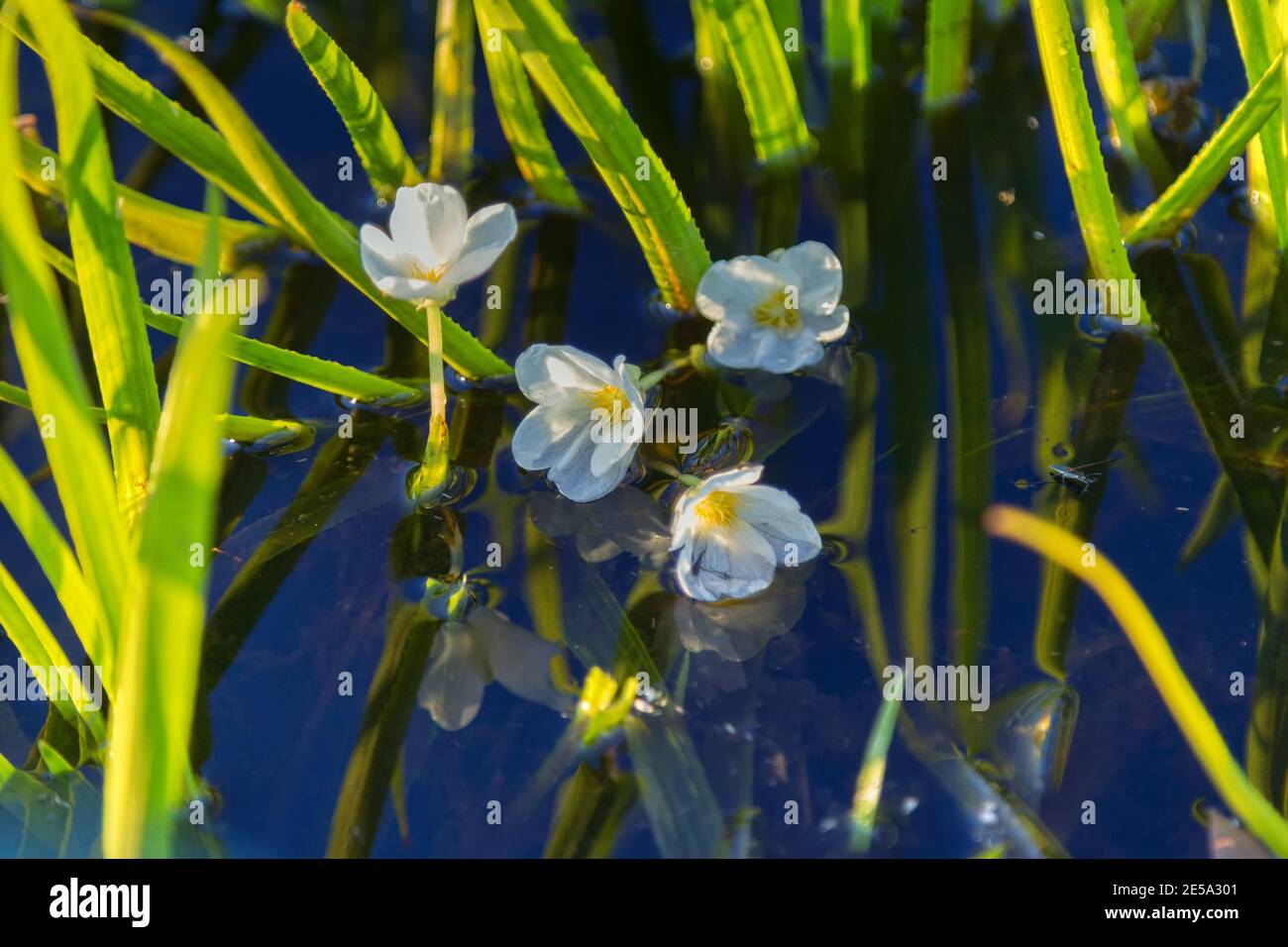 Fresh-water soldier (Stratiotes aloides) dioecious hydrophytic plant floats on the surface due to accumulated carbon dioxide, male macrophyte flowers Stock Photo