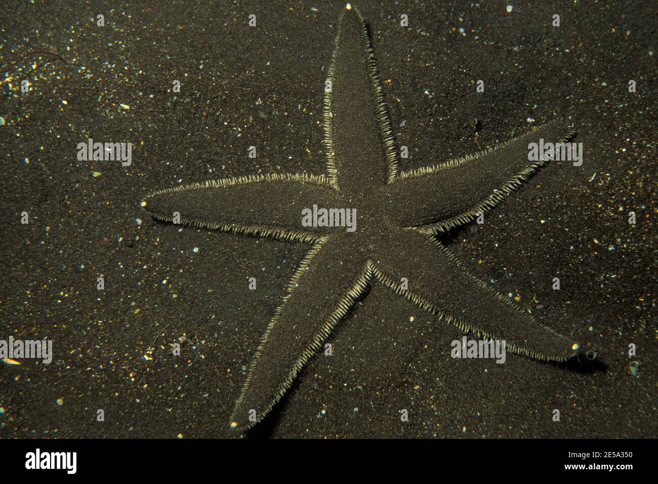Astropecten armatus, spiny sand star, Ostpazifischer Kammseestern Stock Photo