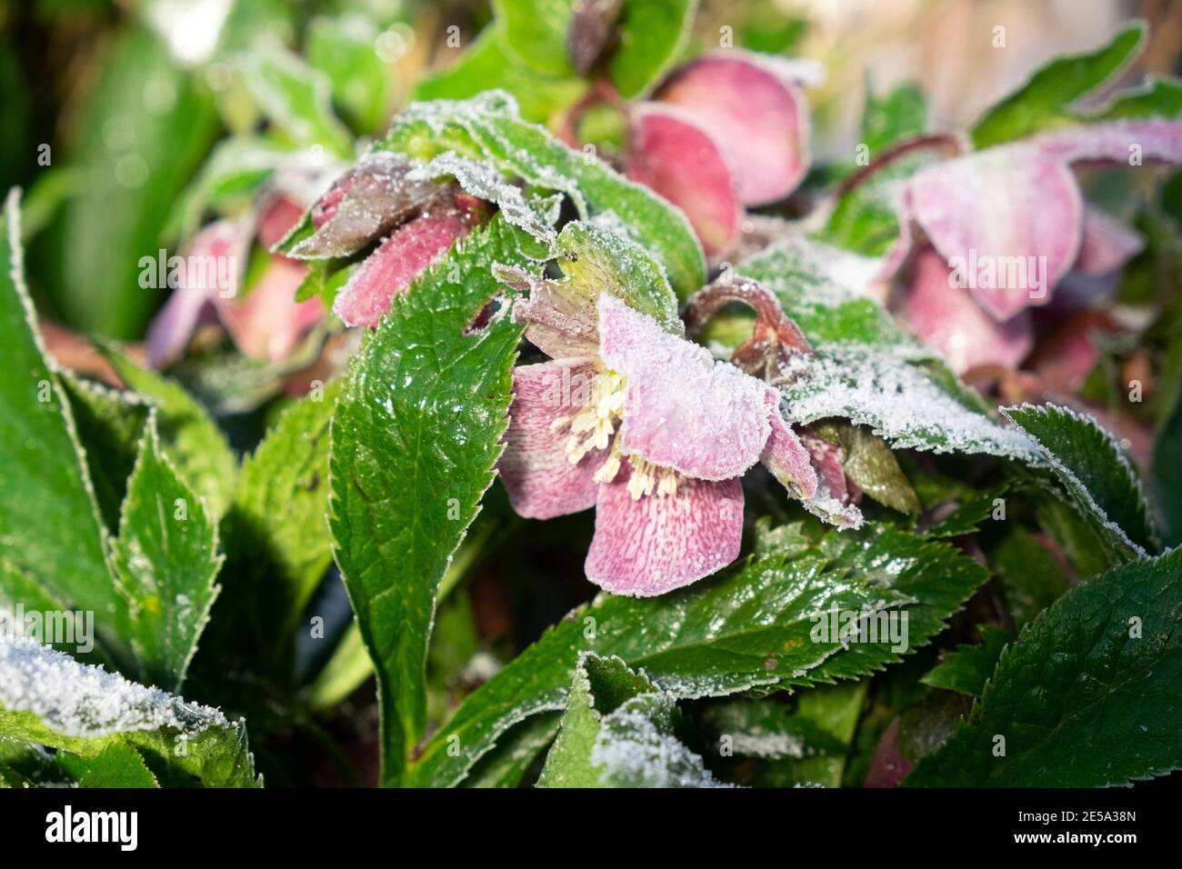 Pink Helleborus Christmas Rose flowers in bloom in March spring growing in a shady area of a garden Wales UK  KATHY DEWITT Stock Photo