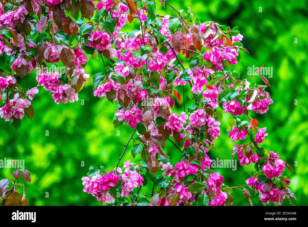 Chinese apple tree variety pink (Malus prunifolia rosans, var. kerr) blooms among bright green fresh greenery of park Stock Photo
