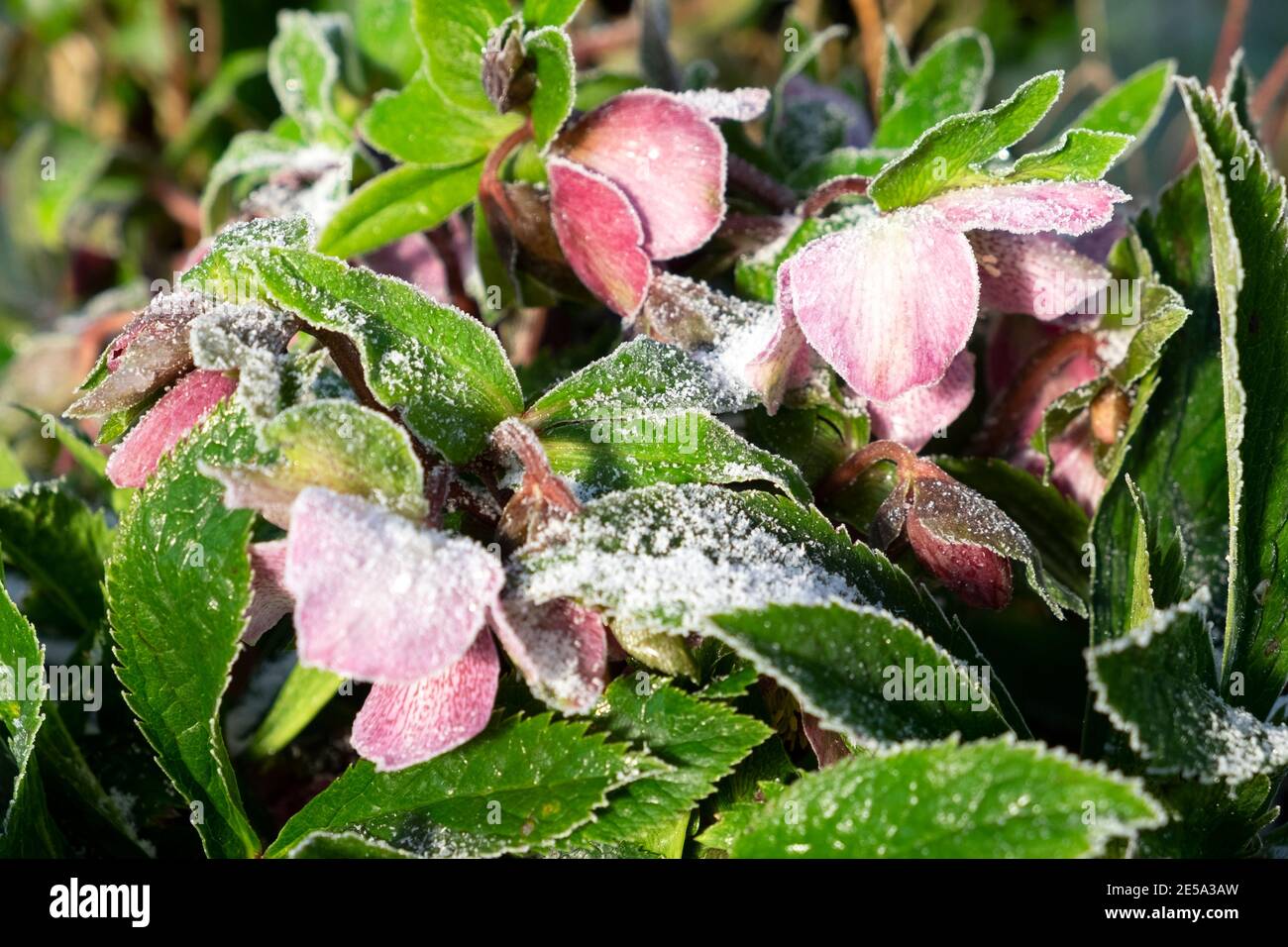 Pink Helleborus Christmas Rose flowers in bloom in March spring growing in a shady area of a garden Wales UK  KATHY DEWITT Stock Photo