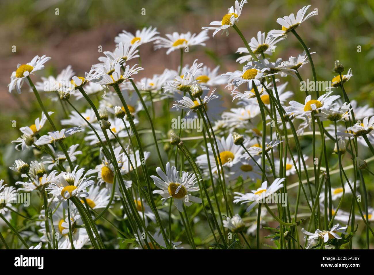The most common plants in Europe. German Chamomile (Matricaria chamomilla) in the meadow in the summer - known since ancient times Hippocrates drug pl Stock Photo