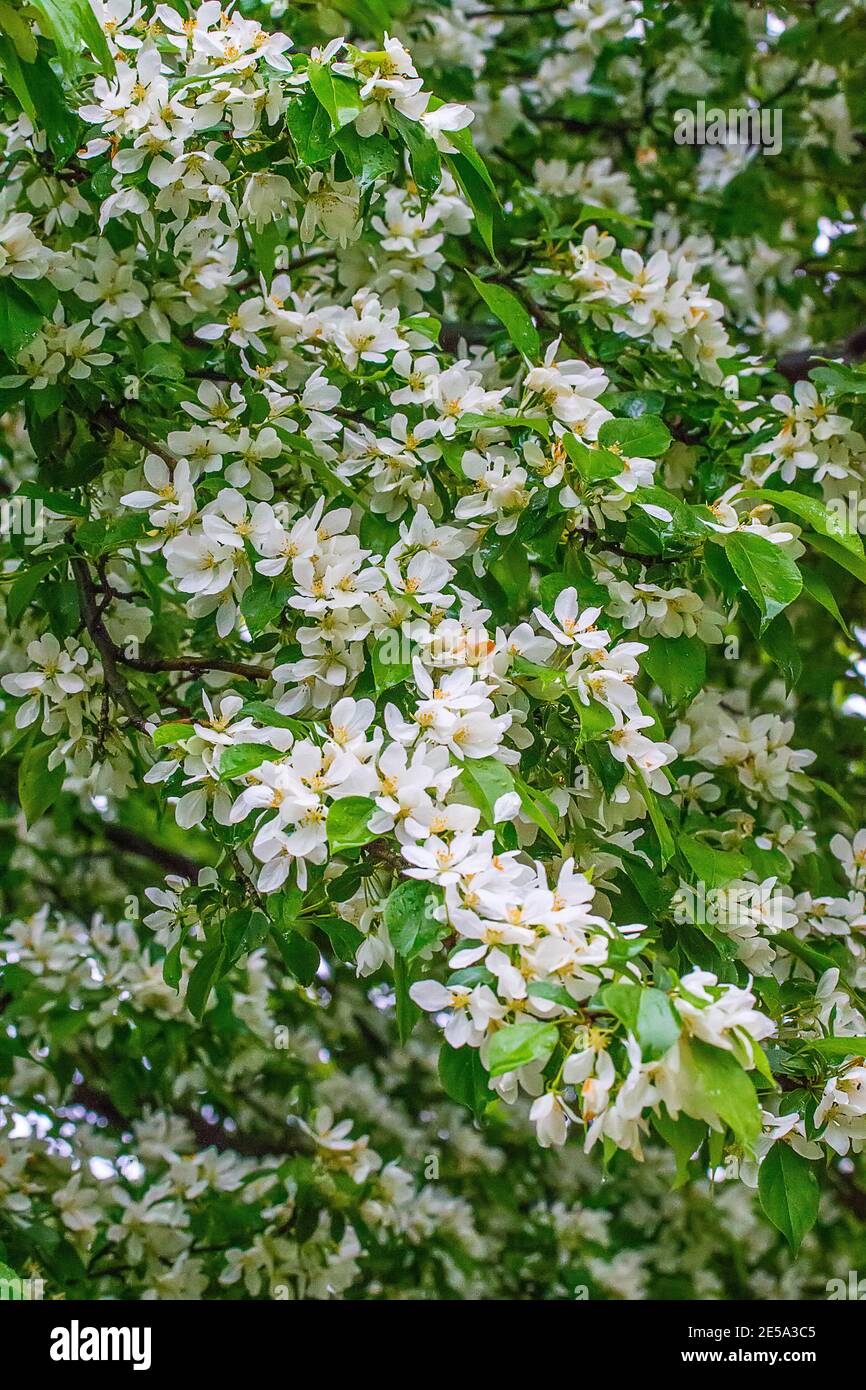 Chinese apple tree variety white (Malus prunifolia) blooms among bright green fresh greenery of park Stock Photo