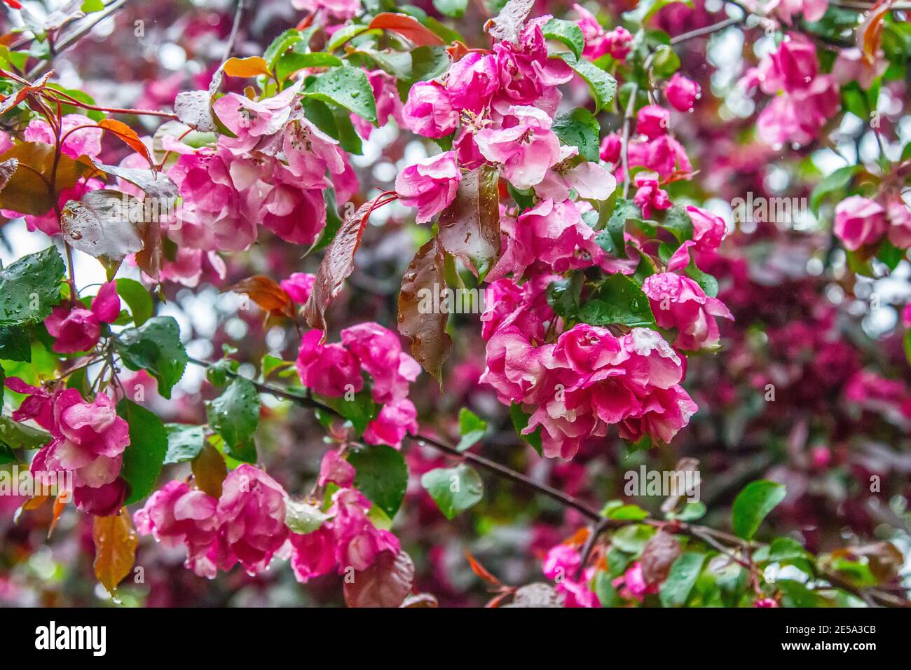 Chinese apple tree variety pink (Malus prunifolia rosans, var. kerr) blooms among bright green fresh greenery of park Stock Photo