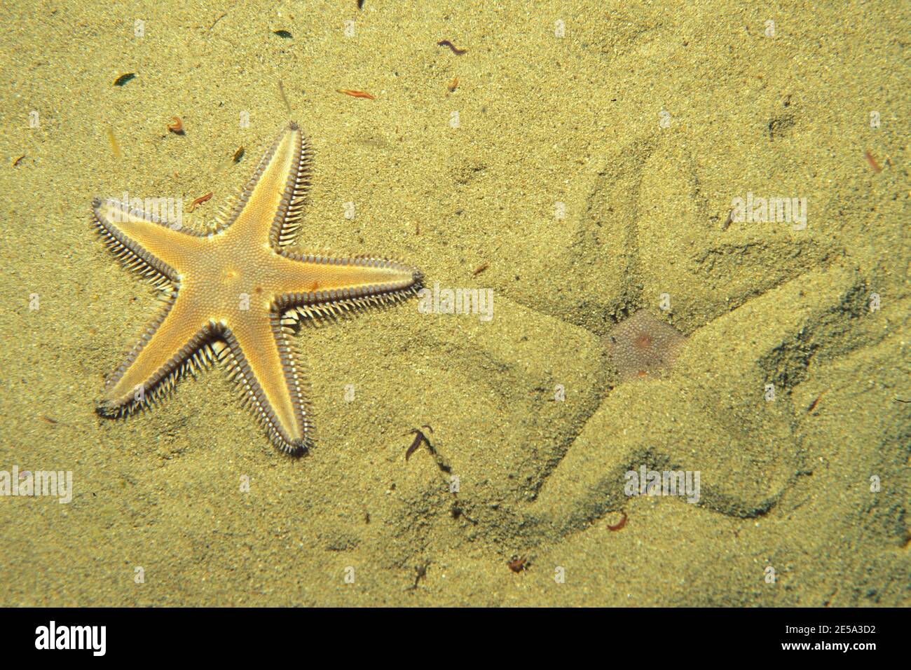 Astropecten platyacanthus, mediterranean sand star, burying itself, Mittelmeer-Kammssestern, beim Eingraben Stock Photo