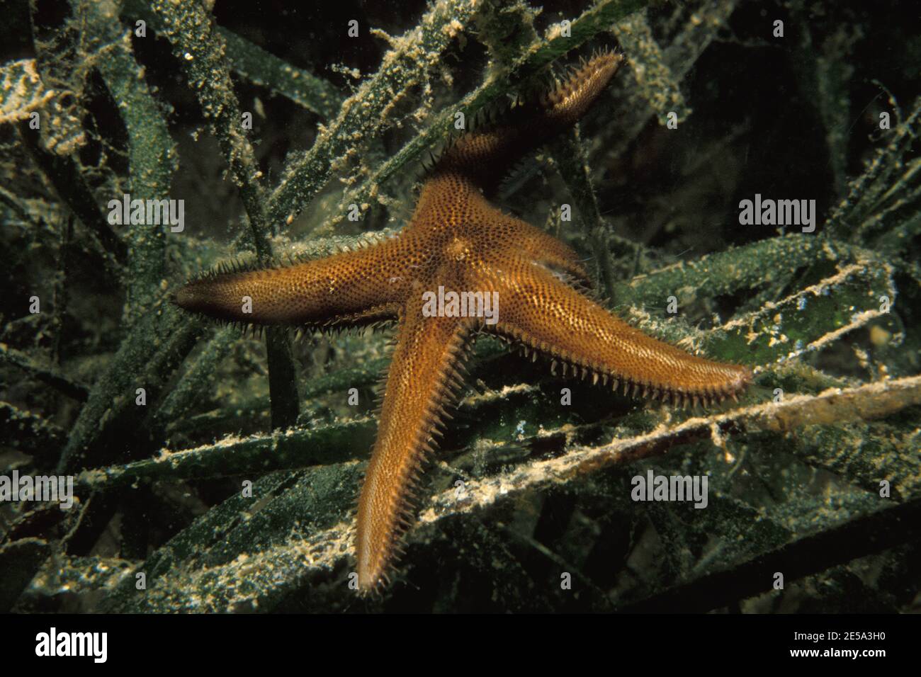 Astropecten spinulosus, slender sand star, Kletter-Kammssestern Stock Photo