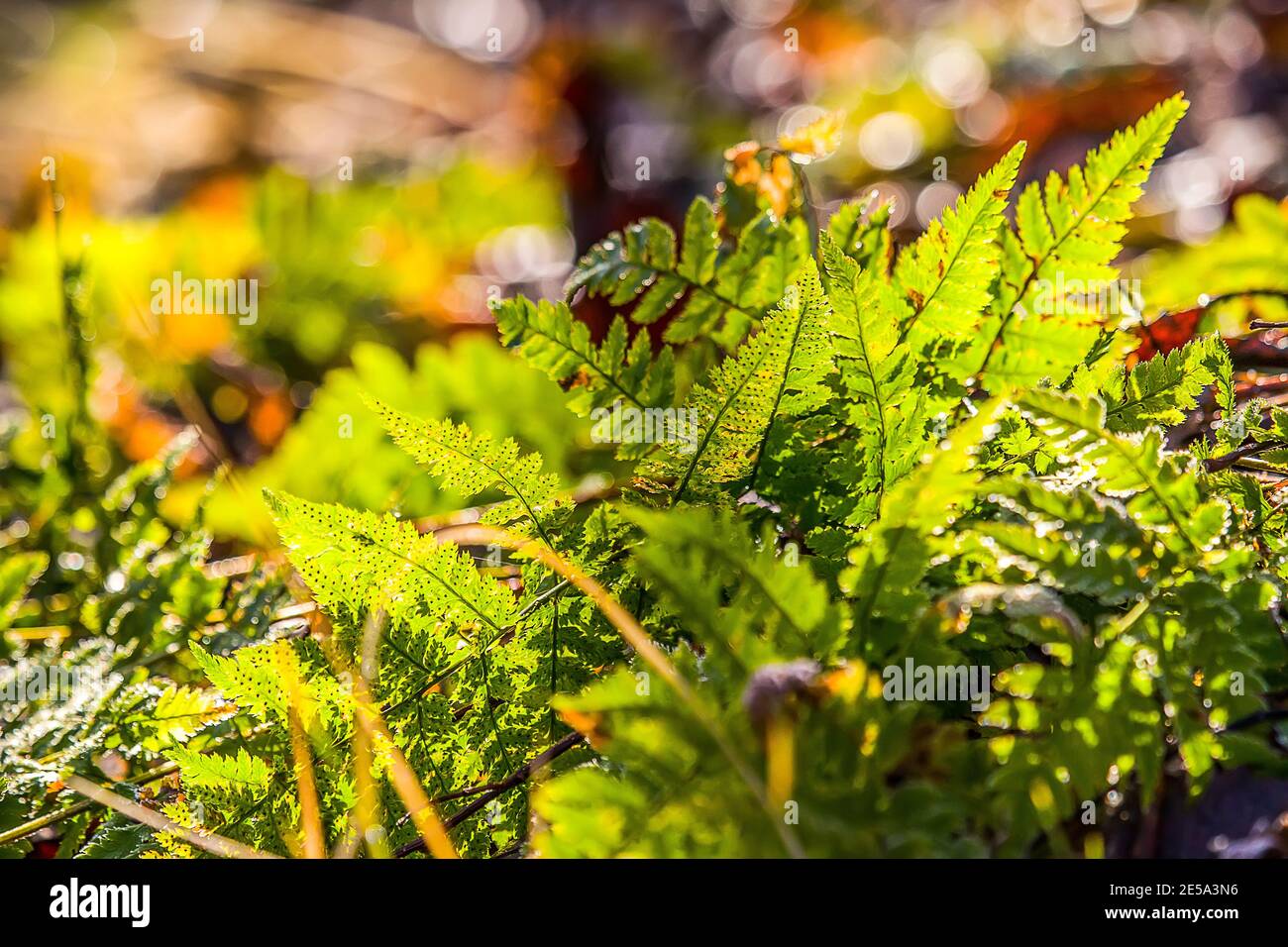 Under the canopy of the autumn forest. Bracken (Pteris aquilina) gametophyte, fern branch are permeated with sunlight with spores on the back of the v Stock Photo