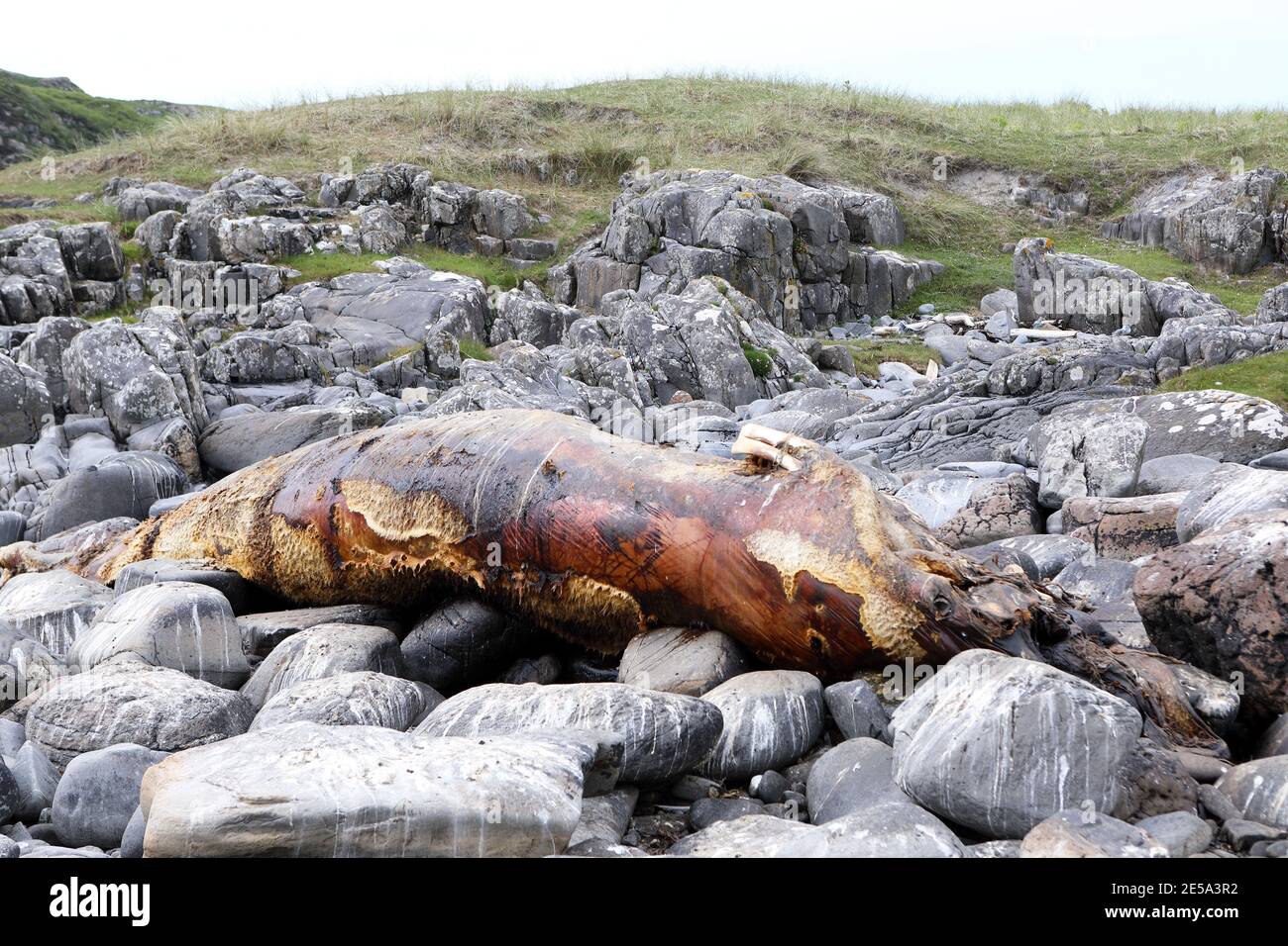 Washed up rotting Minke whale carcass on the Isle of Mull, Inner Hebrides of Scotland Stock Photo