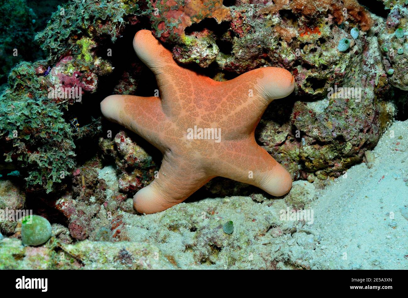 Choriaster granulatus, Gekörnter Kissenstern, granulated sea star, Walzenseestern, maledives, Malediven Stock Photo