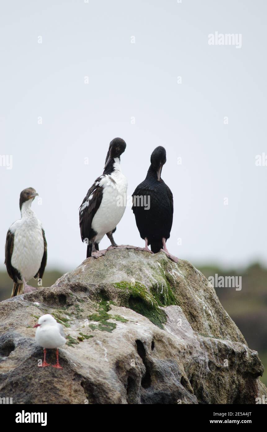 Otago shags Leucocarbo chalconotus preening. Pied morph to the left and bronze morph to the right. Islet next to Stewart Island. New Zealand. Stock Photo