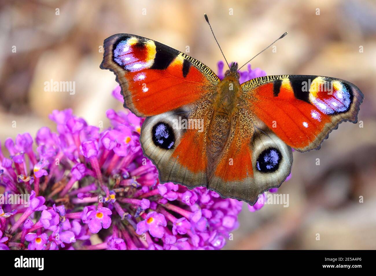 Aglais io Peacock  butterfly Inachis io butterfly on Buddleia flower Stock Photo