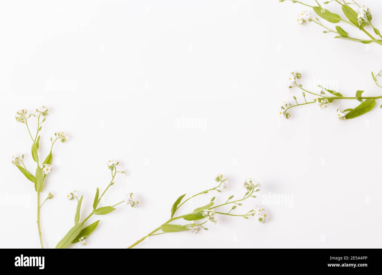 Spring frame of small flowers and forget-me-not, floral arrangement Stock Photo