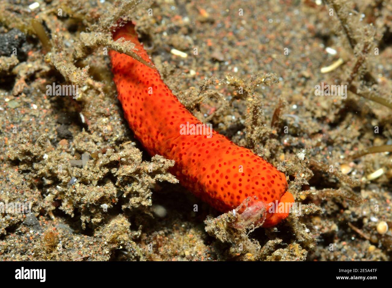 Echinaster luzonicus, luzon sea star, single, arm, regeneration, Sechsarmiger Seestern, Luzon-Seestern, einzelner Arm, Regeneration Stock Photo