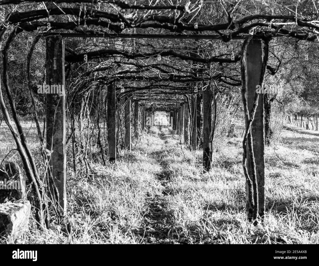 Decorative spring border Black and White Stock Photos & Images - Alamy