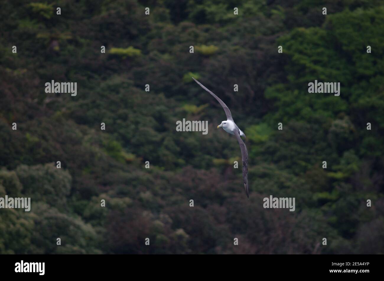 White capped albatrosses hi-res stock photography and images - Alamy