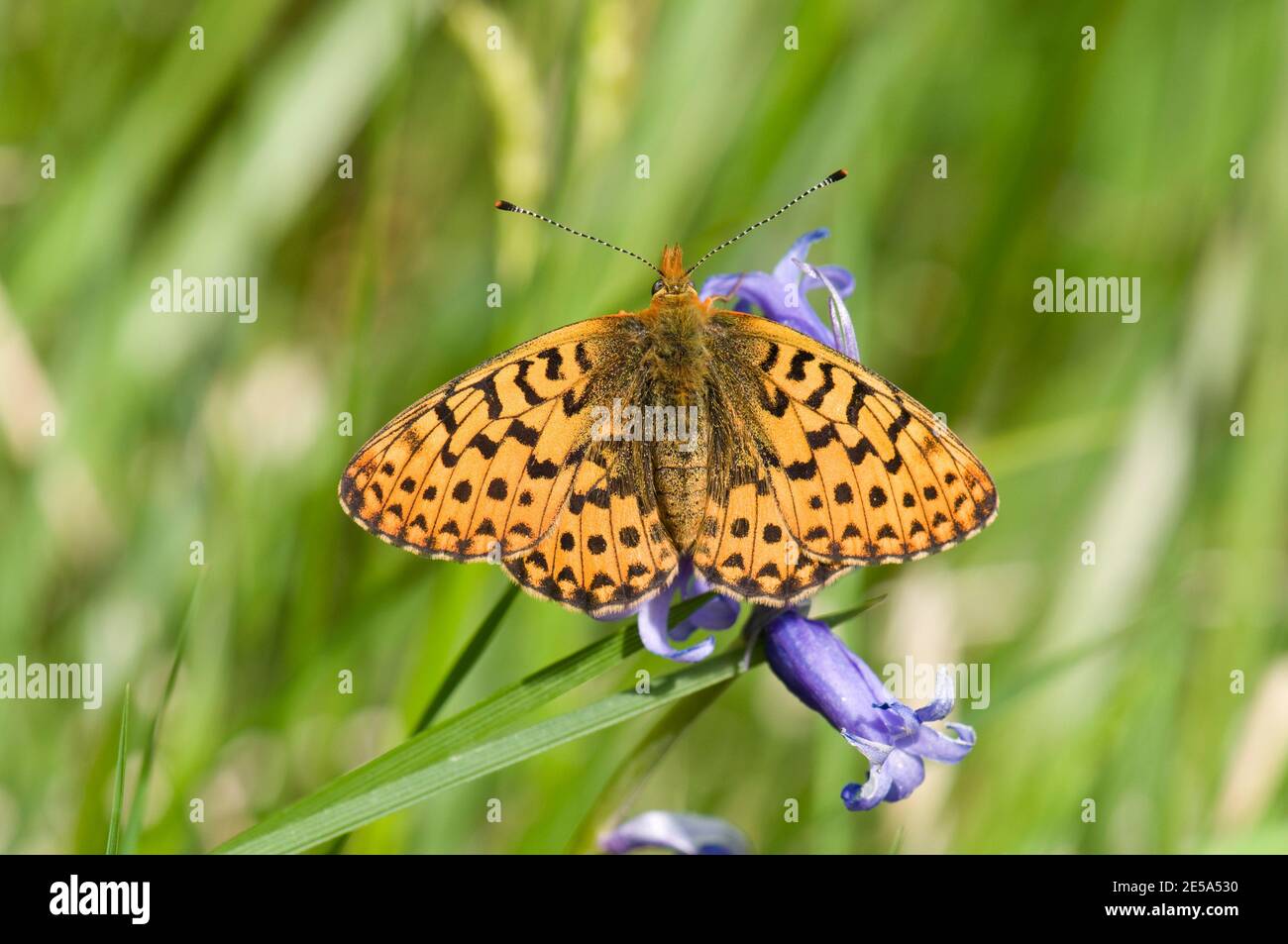 Pearl-bordered Fritillary Butterfly, Boloria euphrosyne, on Bluebell flower, Hyacinthoides non-scripta, Bentley Woods, Hampshire, 2nd June 2013 Stock Photo