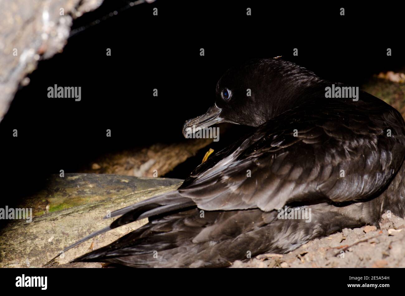 Short-tailed shearwater Ardenna tenuirostris to the entrance to its burrow. Ackers Point. Stewart Island. New Zealand. Stock Photo