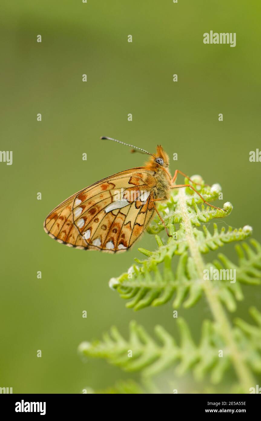 Pearl-bordered Fritillary Butterfly, Boloria euphrosyne, at rest on Bracken, Pteridium aquilinum, in Bentley Woods, Hampshire, 2nd June 2013 Stock Photo