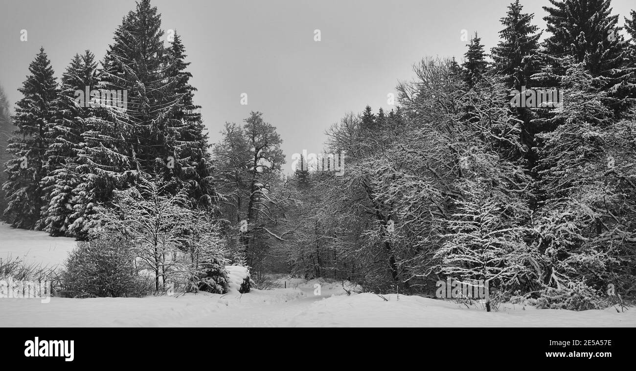 Snowy forest path between spruce and fir trees in Harz mountains Stock Photo