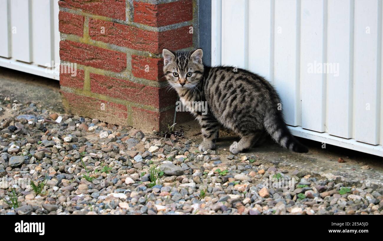 Little tiger cat, European shorthair Stock Photo