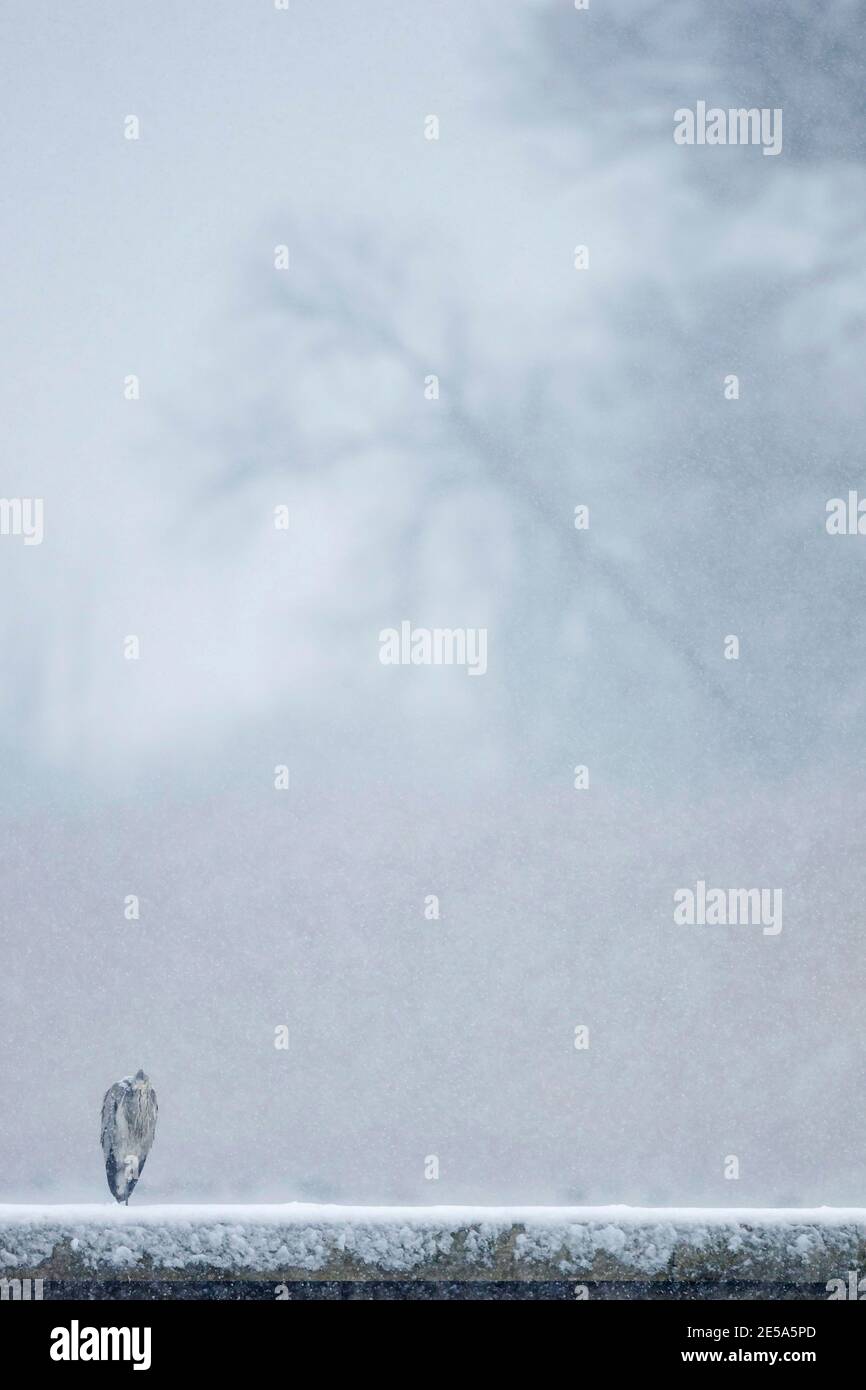 grey heron (Ardea cinerea), perching on ice, Germany Stock Photo