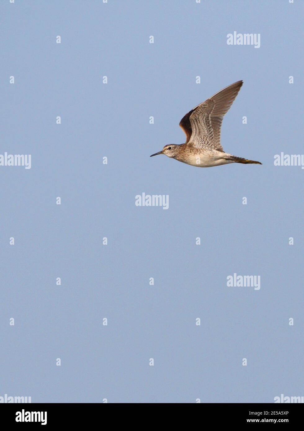 wood sandpiper (Tringa glareola), adult in flight, Denmark, Vestamager Stock Photo
