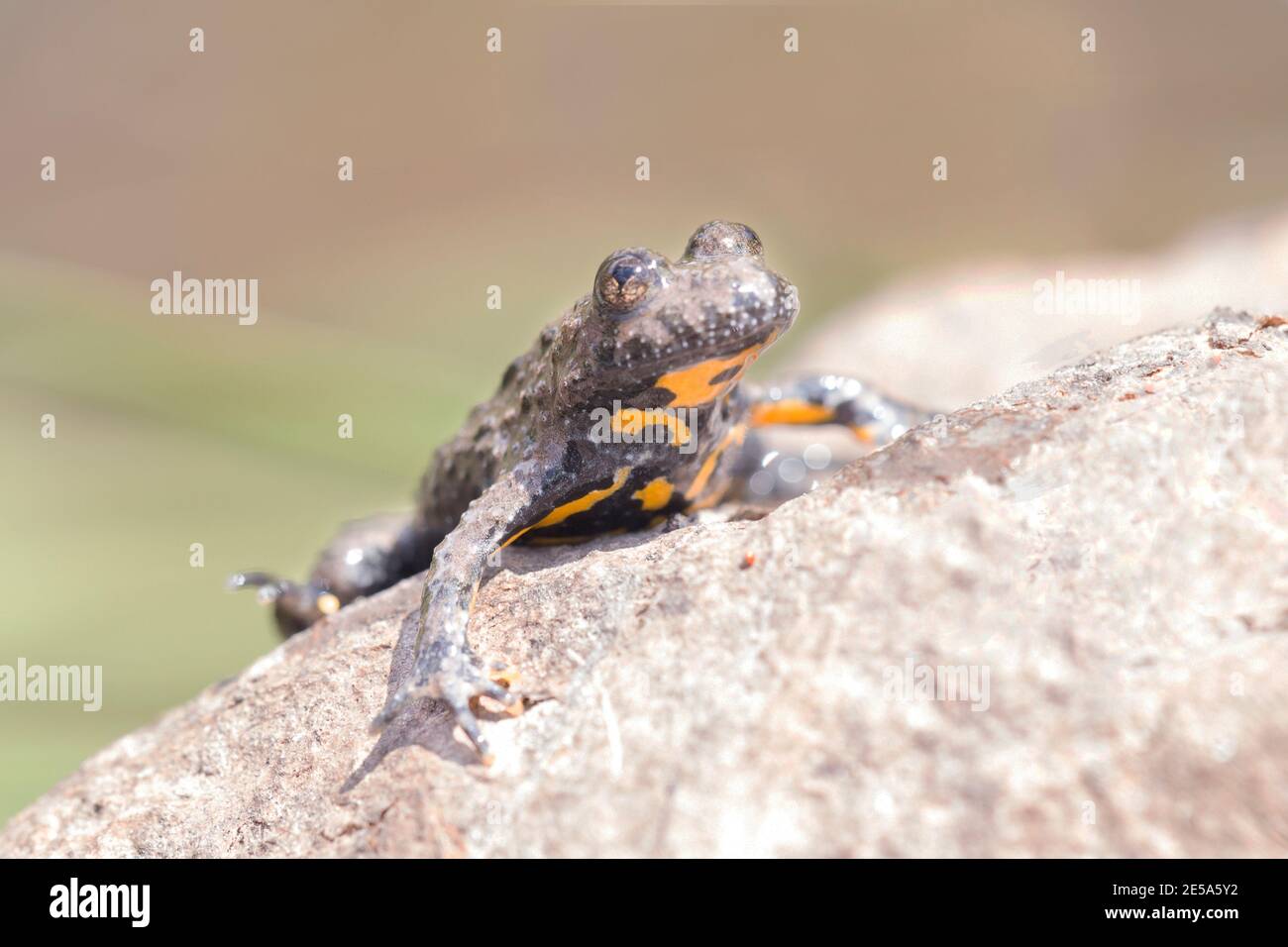 yellow-bellied toad, yellowbelly toad, variegated fire-toad (Bombina variegata), sitting on a rock, Germany Stock Photo