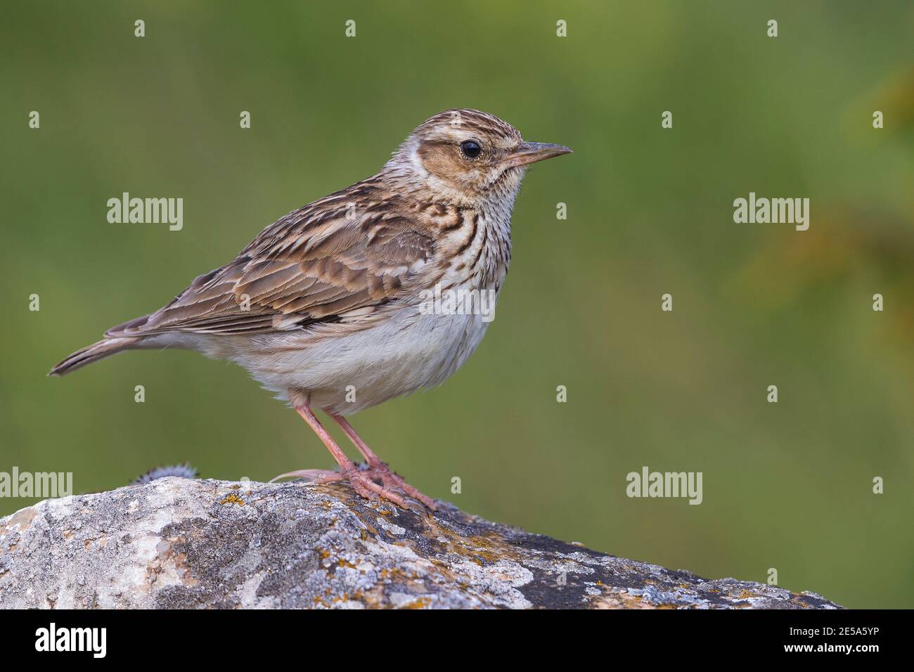 wood lark (Lullula arborea pallida, Lullula pallida), perched on a rock, Italy, Passo della Raticosa Stock Photo