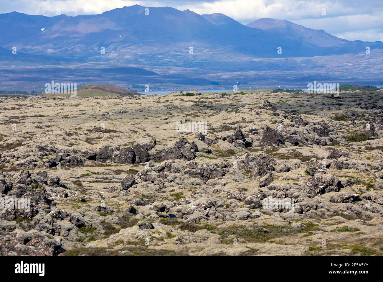 Racomitrium (Rhacomitrium spec.), Racomitrium heath in south-western Iceland, Iceland Stock Photo