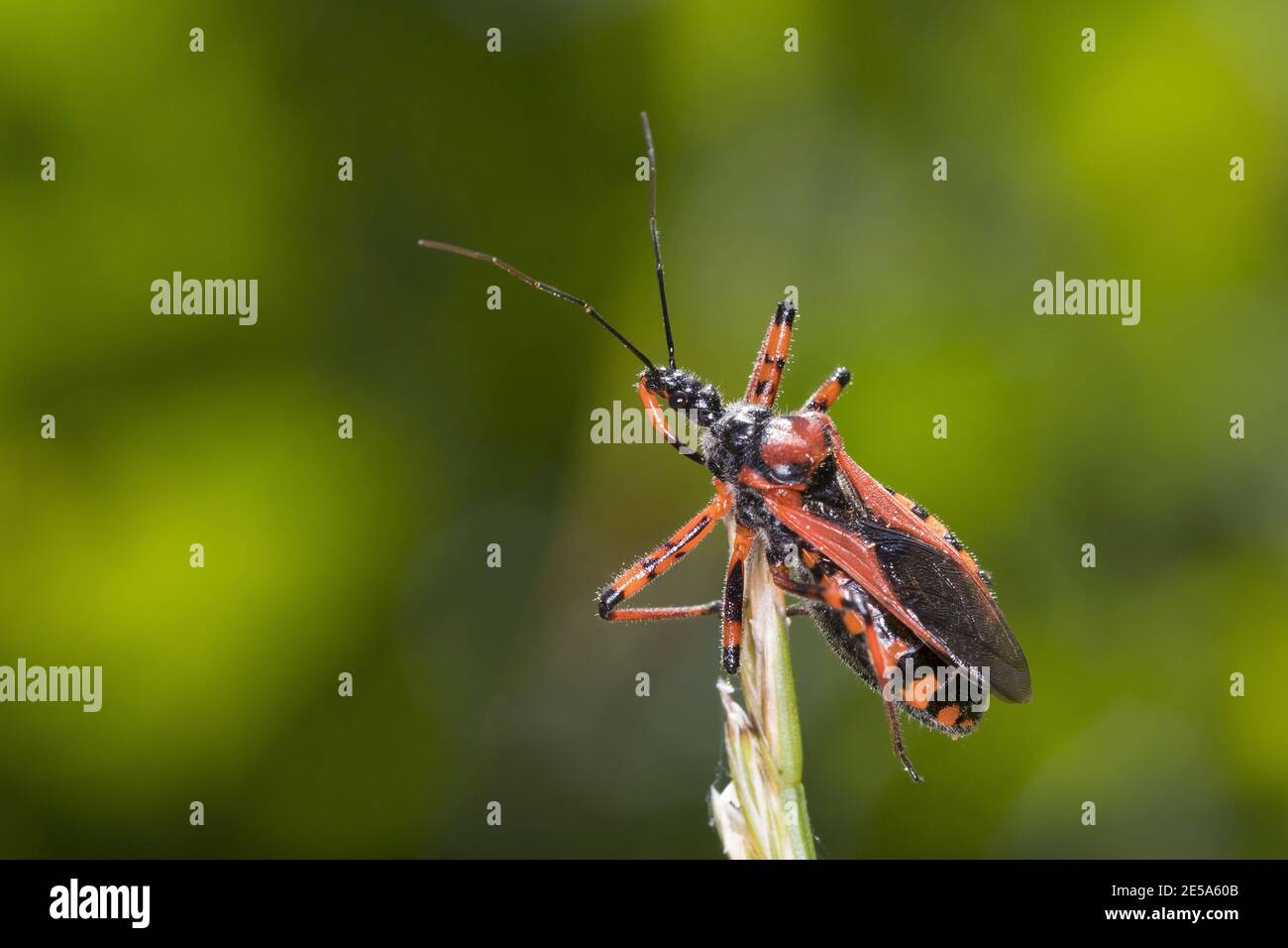 assassin bug (Rhinocoris iracundus, Rhynocoris iracundus), sitting at a grass ear, dorsal view, Austria, Carinthia Stock Photo